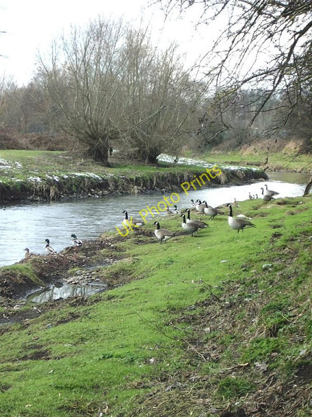 Photo 6"x4" Canadian Geese, River Tame Water Orton c2010