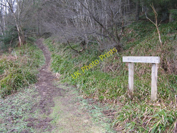 Photo 6"x4" Woodland walk from the Slug Road Kirktown of Fetteresso c2010