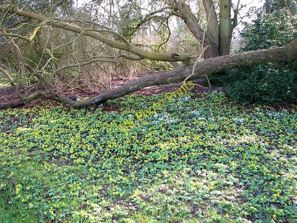 Photo 6"x4" Spring flowers in the park surrounding Rushford College Rushford\/TL9281 c2010