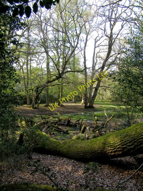 Photo 6"x4" Shady woodland alongside the Beaulieu River, New Forest Applemore c2006