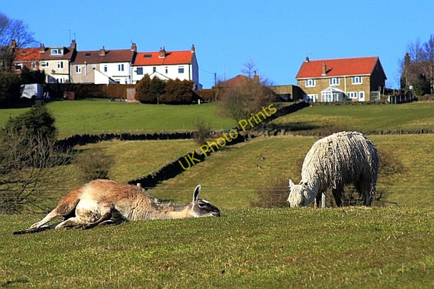 Photo 6"x4" Sleepy Llama, Approaching Castleton Castleton\/NZ6808 c2010