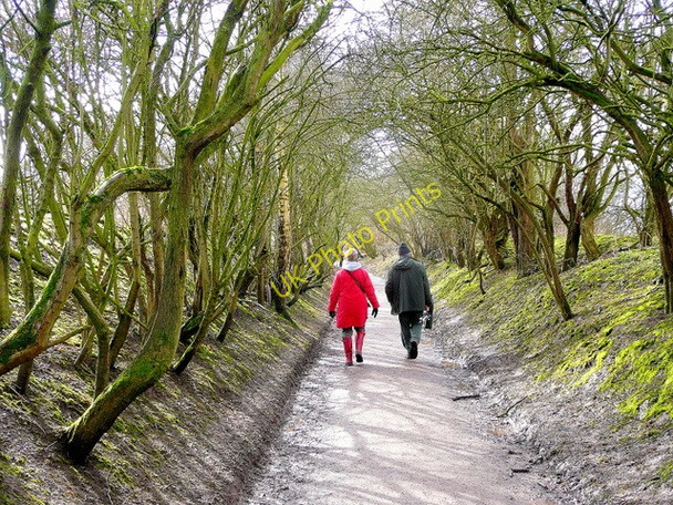 Photo 6"x4" Path to the Kingfisher Hide at Slimbridge Shepherd's Patch c2010