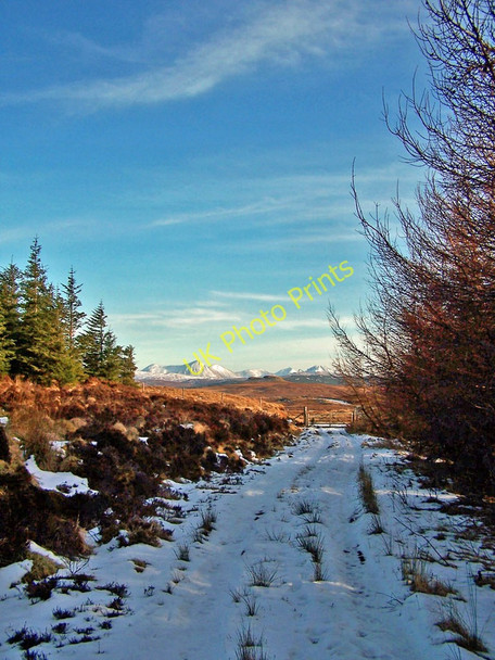 Photo 6"x4" Gate to the forest Loch Connan c2010