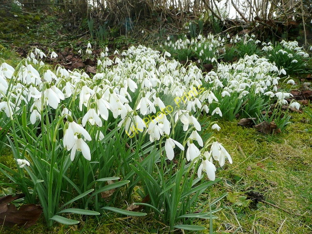 Photo 6"x4" Snowdrops, Galanthus nivalis Batcombe\/ST6104 c2010