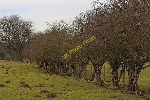 Photo 6"x4" Overgrown Hawthorn Hedge, East Ayton Moor East Ayton c2010