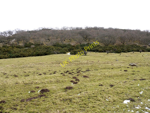 Photo 6"x4" Deciduous woodland on west slope of West Hill Westnewton\/NT9030 c2010