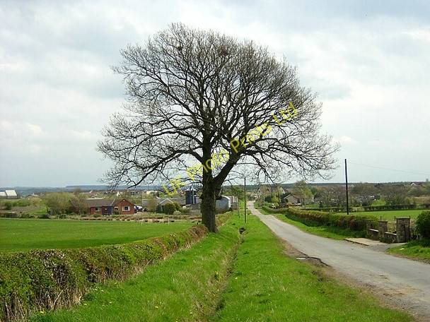 Photo 6"x4" Tree Beside Broomfield Road Netherburn\/NS8047 c2006