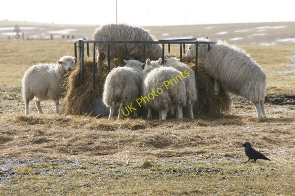 Photo 6"x4" Sheep at supplementary feeding, Baltasound Voesgarth c2010