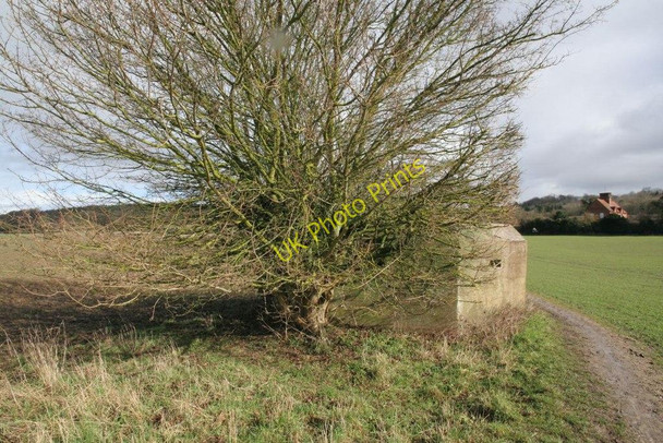 Photo 6"x4" Tree by the pillbox Little Heath\/SU6573 c2010
