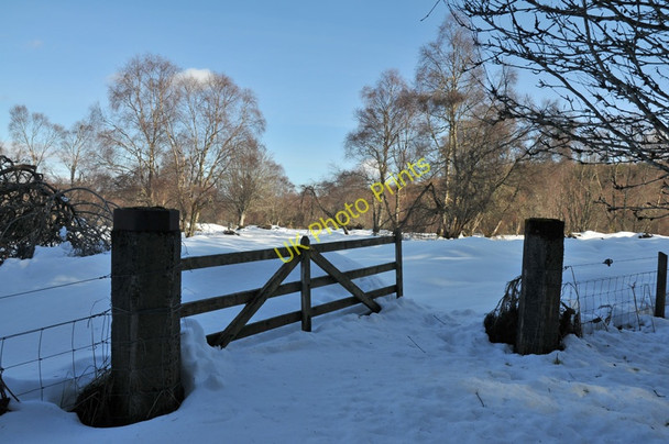Photo 6"x4" Open gate at the forest edge Glaichbea c2010
