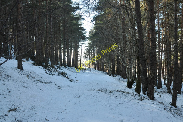 Photo 6"x4" Snowy forest track Glaichbea c2010