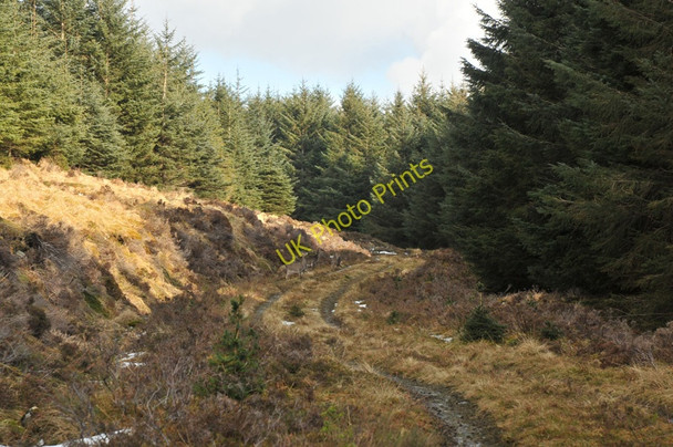 Photo 6"x4" End of the track in Strathbran Plantation Viaduct Plantation c2010