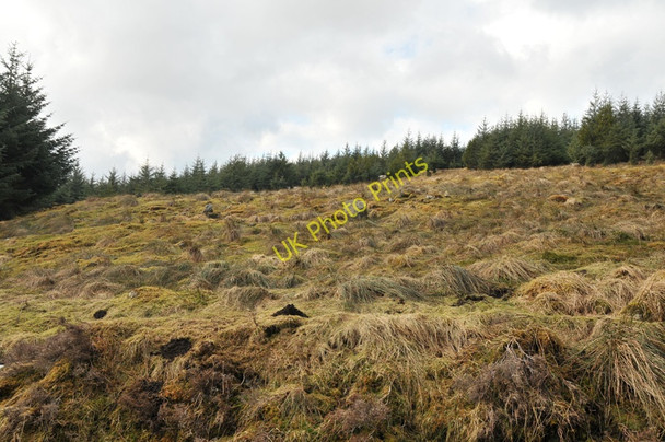Photo 6"x4" Small forest clearing in Strathbran Plantation Viaduct Plantation c2010