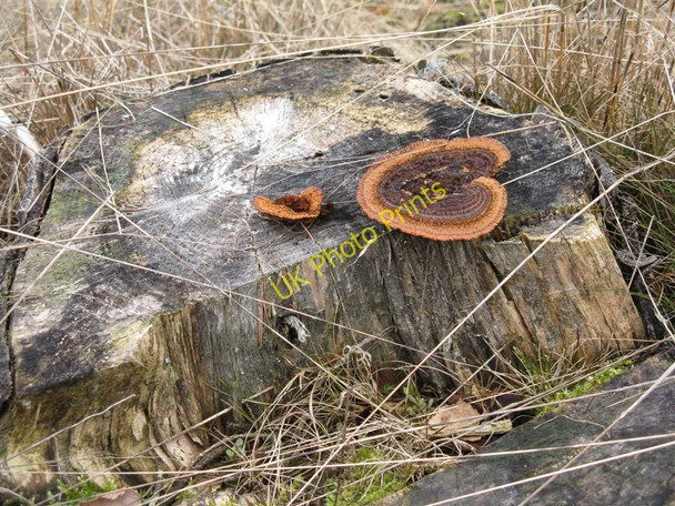 Photo 6"x4" Gloeophyllum sepiarium on a stump at Portmoak Moss Kinnesswood c2010