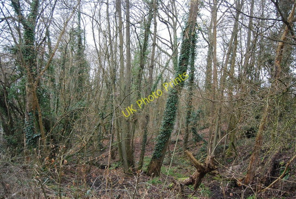 Photo 6"x4" Hanger Wood by Tong Rd Chillmill c2010