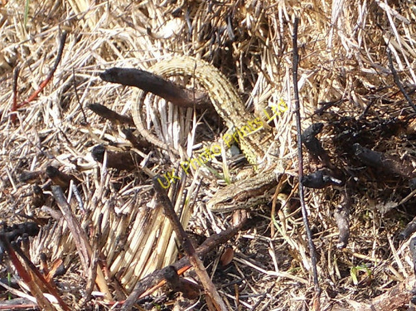 Photo 6"x4" Lizard above Glen Brighty Dalhally c2006