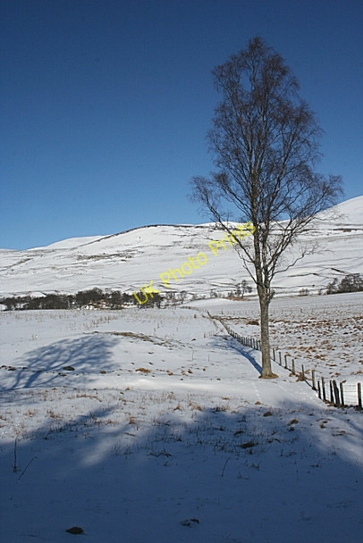 Photo 6"x4" Lone Birch Wester Eggie c2010