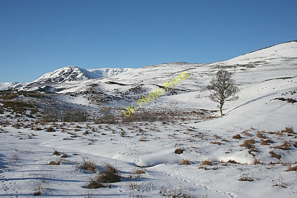 Photo 6"x4" Lone Tree in the Glen Wester Eggie c2010