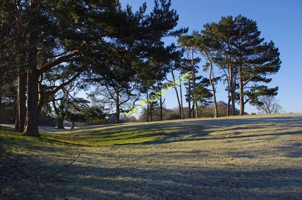 Photo 6"x4" Pine trees at Escowbeck Caton\/SD5364 c2010