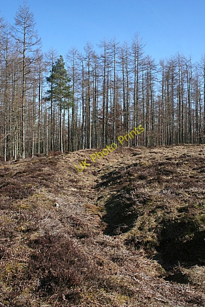 Photo 6"x4" Quarrywood Henge Quarrywood c2010