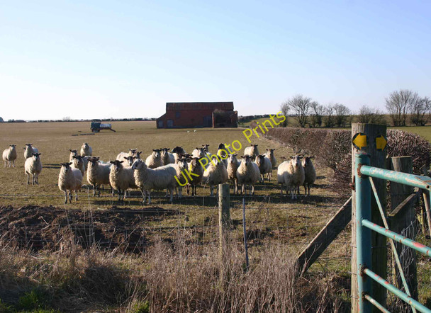 Photo 6"x4" Dosey Barn and dozy sheep Alveston Hill c2010