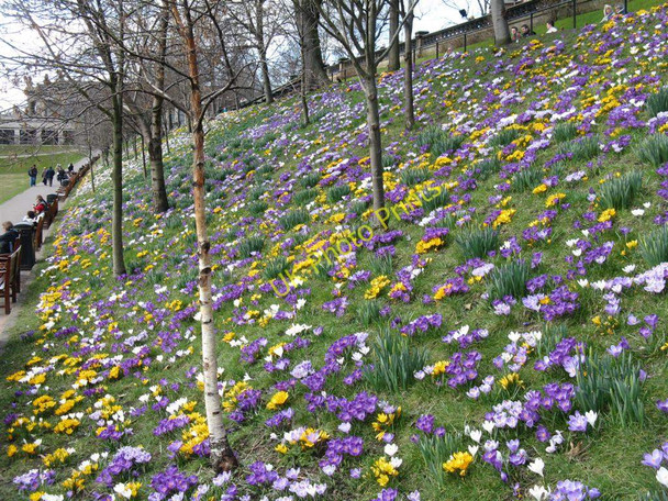 Photo 6"x4" Crocuses in Princes Street Gardens Edinburgh c2010