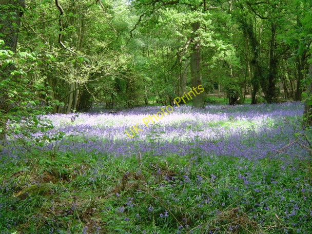 Photo 6"x4" Bluebells on the Ashridge Estate, near Berkhamsted Aldbury c2004