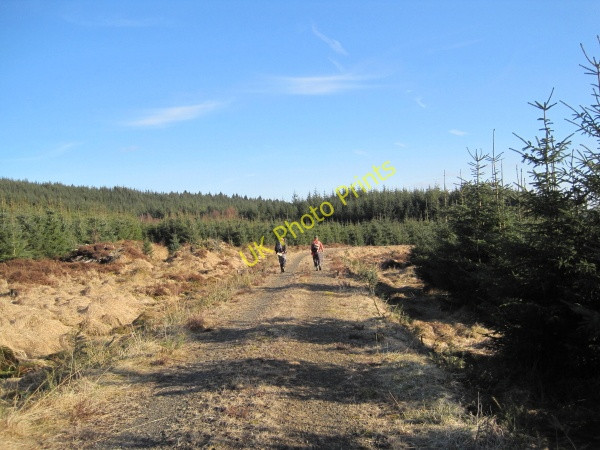 Photo 6"x4" Forestry Track Butteryhaugh c2010