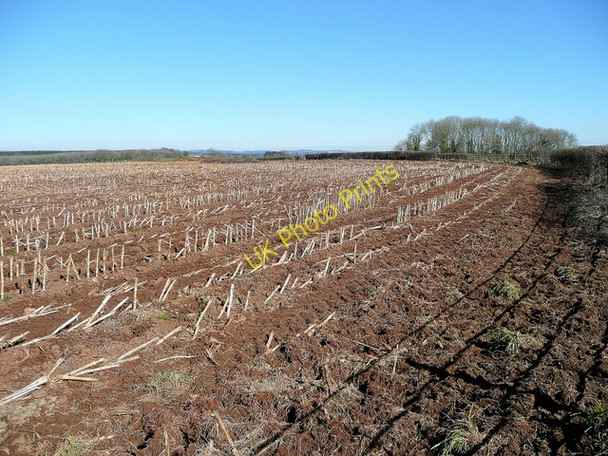 Photo 6"x4" Oakleaze Patch St Briavels c2010