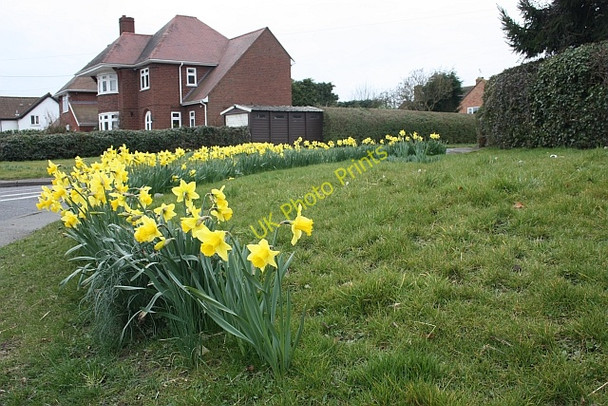 Photo 6"x4" Daffodils, Rectory Close, Powick Powick c2010