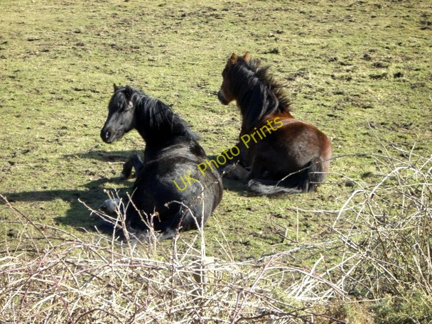 Photo 6"x4" Ponies enjoying the sun, Delny Muir Broomhill\/NH7171 c2010