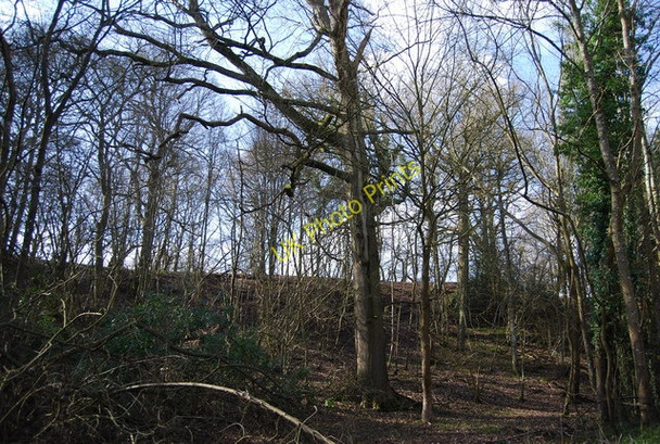 Photo 6"x4" Open woodland by the track from Three Chimneys Bedgebury Cross c2010