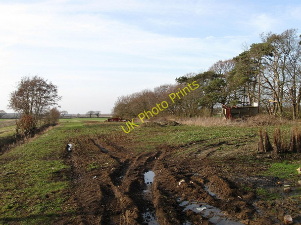 Photo 6"x4" Birch Wish Dittons c2010