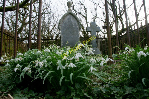 Photo 6"x4" Snowdrops, Halligarth, Baltasound Baltasound c2010