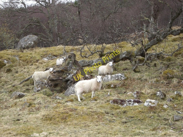 Photo 6"x4" Roadside sheep near Balnacoil Balnacoil\/NC8011 c2010