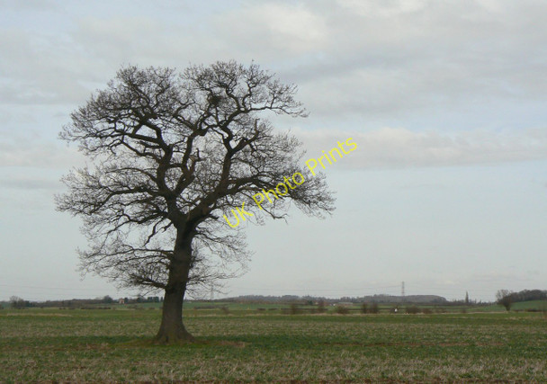 Photo 6"x4" Solitary oak Bunny Hill\/SK5728 c2010
