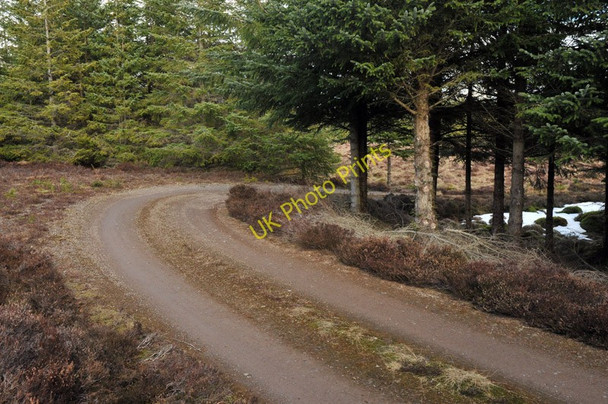 Photo 6"x4" Forest road in Blairmore Estate Ardendrain c2010