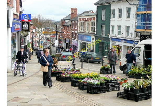 Photo 6"x4" Plants for sale, Ross-on-Wye Ross-on-Wye c2010