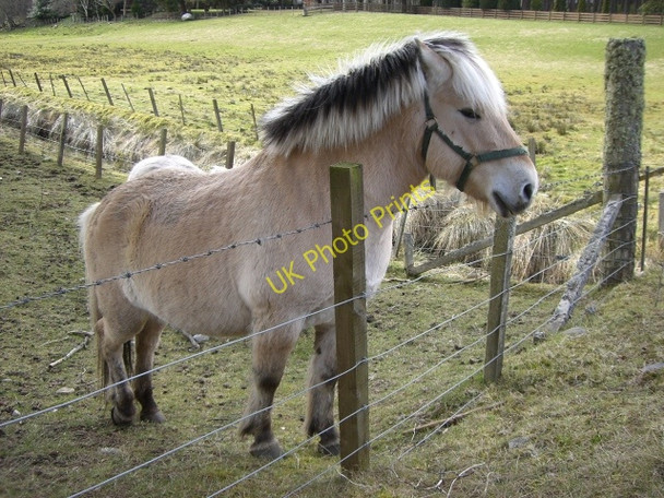 Photo 6"x4" Friendly pony at Tulloch Muir Tullich Muir c2010