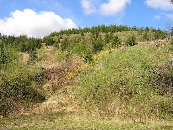 Photo 6"x4" Hillside in Carron Valley Forest Haugh Hill c2006