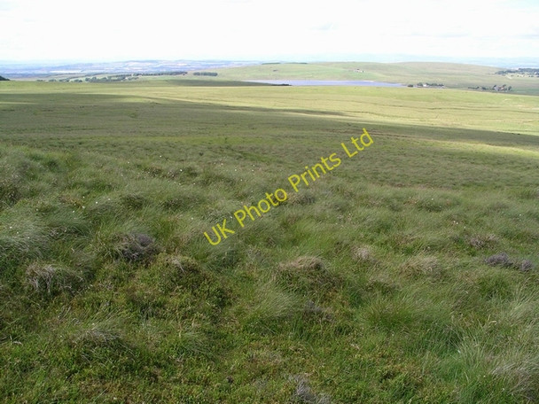 Photo 6"x4" Moorland tussocks Little Vantage c2005