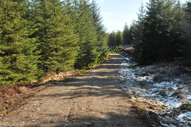 Photo 6"x4" Forest road near Spean Bridge Stronaba c2010