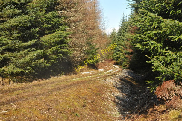 Photo 6"x4" Little used forest road near Spean Bridge Stronaba c2010