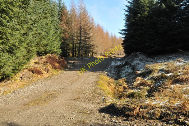 Photo 6"x4" Forest road near Spean Bridge Aonachan c2010