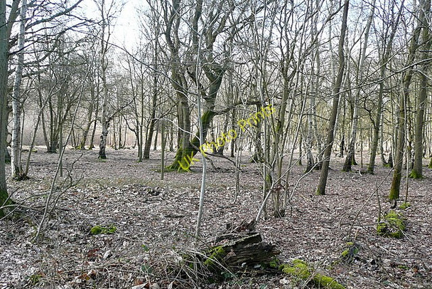Photo 6"x4" Woodland in Wellington Country Park Heckfield c2010