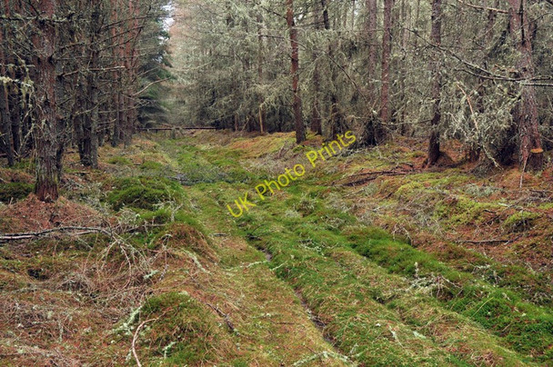 Photo 6"x4" Forest track in Tullich Wood Tullich Muir c2010