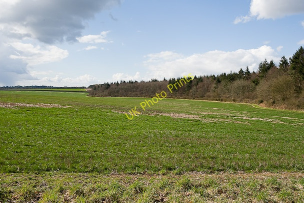 Photo 6"x4" Southern edge of Bottom Copse Dean\/SU5619 c2010