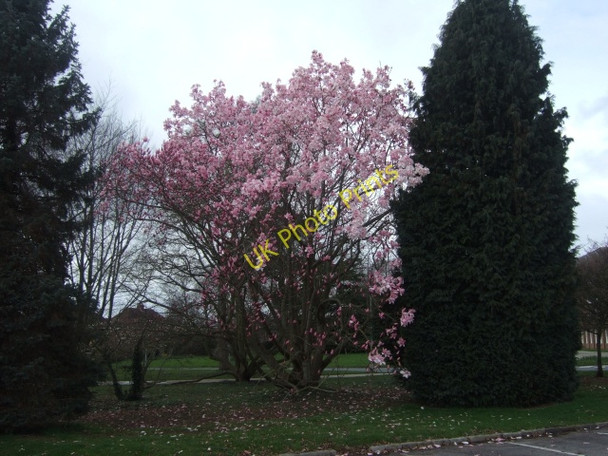 Photo 6"x4" Magnolia corner  at Devon County Hall Exeter c2010
