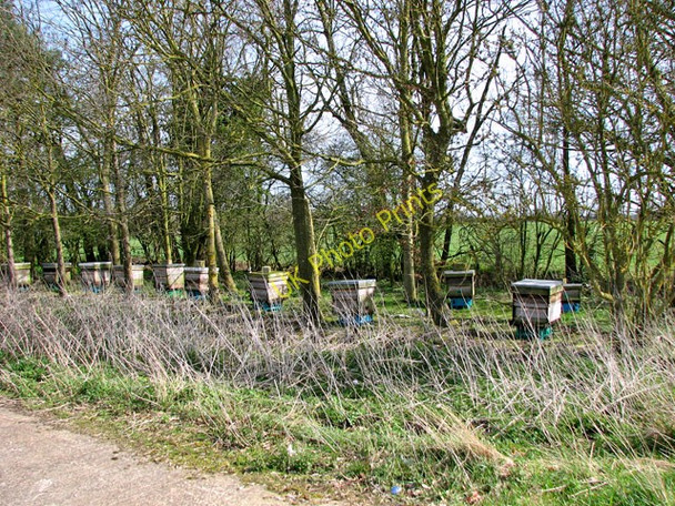 Photo 6"x4" Beehives in Road Green Silver Green c2010
