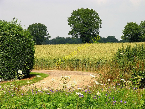 Photo 6"x4" Farmland at Woodlands St Mary Woodlands St Mary c2005